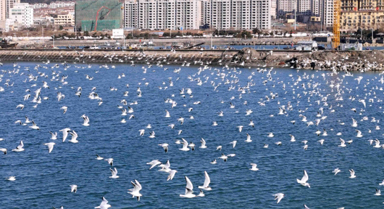 日照海鷗春日舞 演繹生態(tài)美景